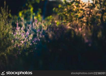 Lavender. Vibrant pink common heather (Calluna vulgaris) blossoming outdoors. Beautiful botanical photo with light in background.. Forest floor of blooming purple heather flowers, Soft sunlight, sun rays. Picturesque scenery. Nature, environmental conservation