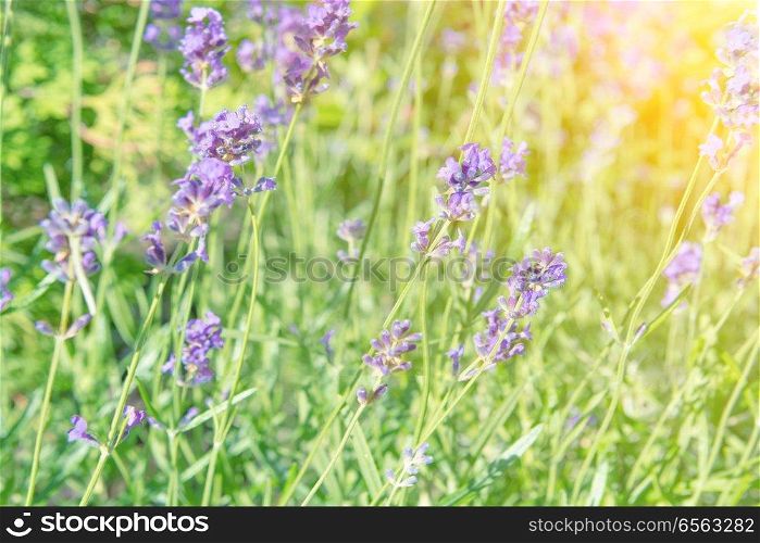 Lavender violet flowers on field at sunset