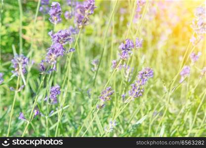 Lavender violet flowers on field at sunset