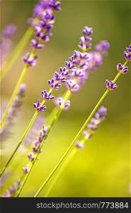 lavender with blurred background