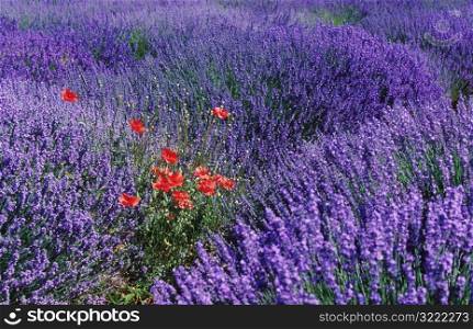 Lavender with Poppies