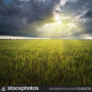 Lawn and cloudy sky. Meadow of wheat. Nature landscape composition.