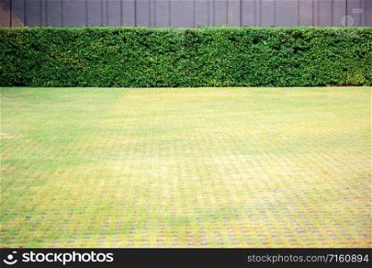 Lawn and ornamental plants in the garden with background.