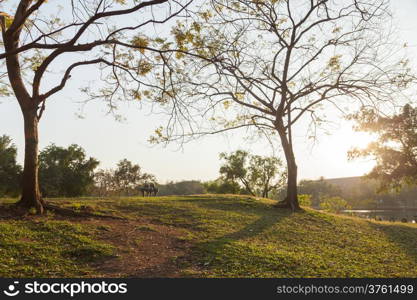 Lawn and trees In the area of the park in the evening. Sunlight in the evening.