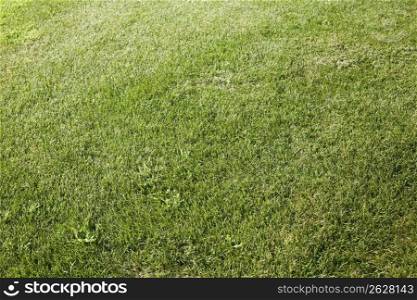 Lawn,Grass