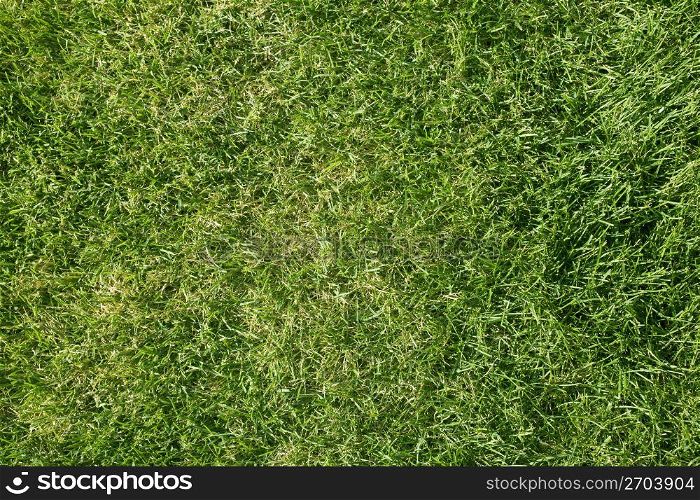Lawn,Grass