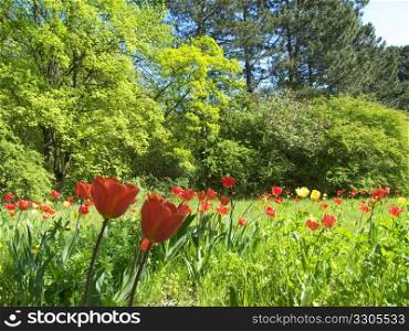 lawn in a garden with tulips in it