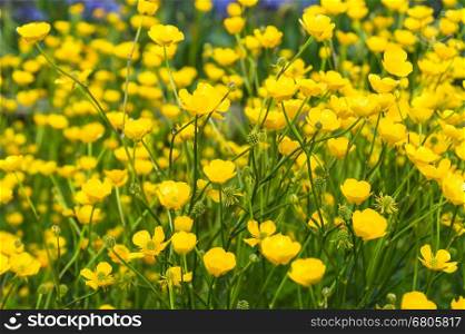 Lawn of the buttercup flower, selective focus
