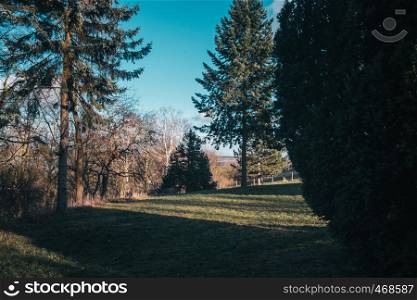 Lawn scene with pine trees, countryside landscape