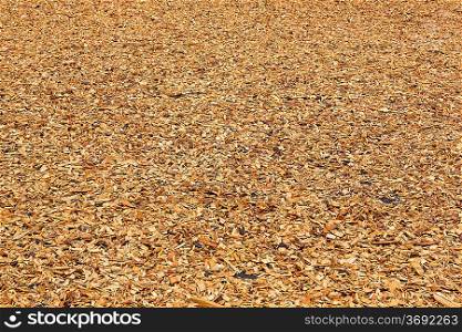 lawn strewed by wooden chips