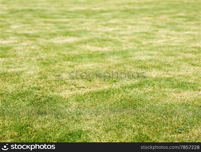 Lawn with a yellow burn marks, background image and copy space