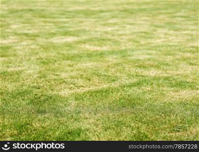 Lawn with a yellow burn marks, background image and copy space
