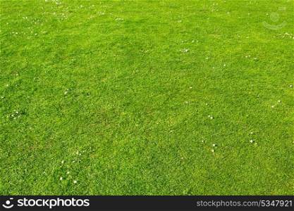 lawn with green grass and camomiles