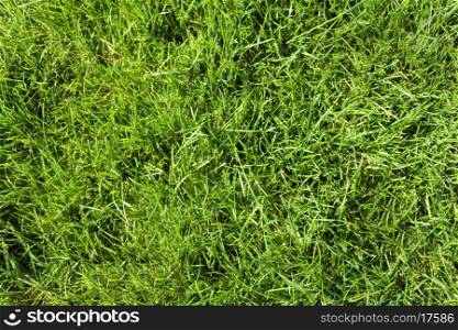 Lawn with green grass closeup