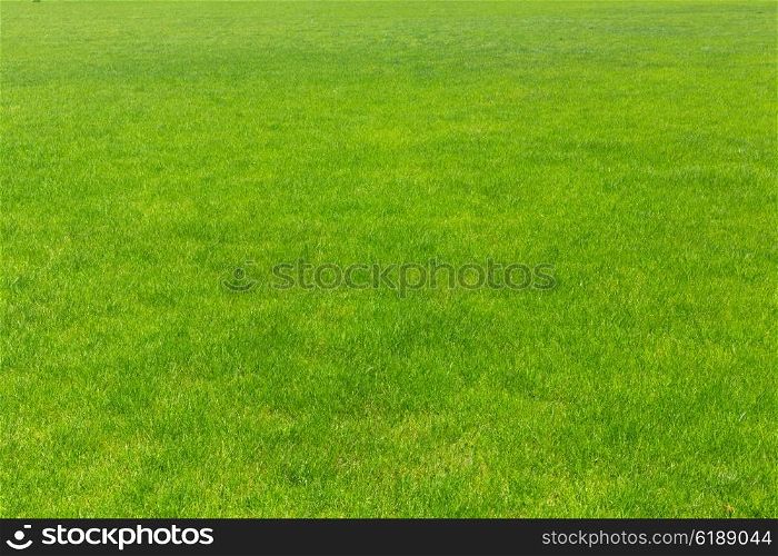 lawn with new green grass