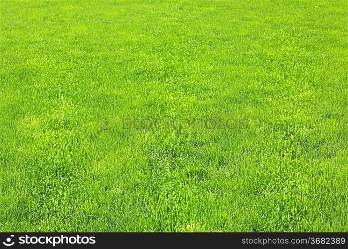 lawn with new green grass after rain