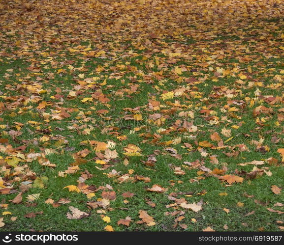 Lawn with yellow leaves on the ground