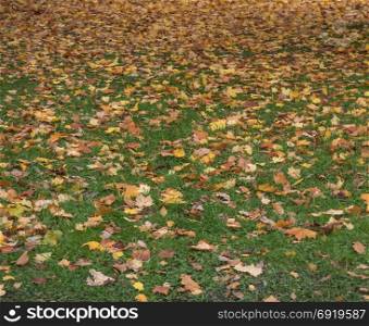 Lawn with yellow leaves on the ground