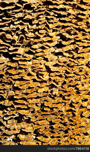Layers of orange tree fungus background texture.