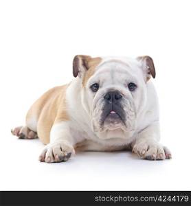 laying English bulldog dog, eye contact, over white background