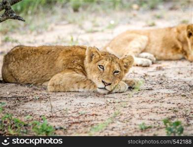 Laying Lion cub in the Kapama Game Reserve, South Africa.