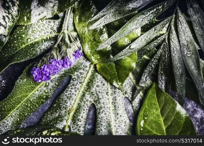 Layout of green tropical leaves with purple flowers and water drops, top view