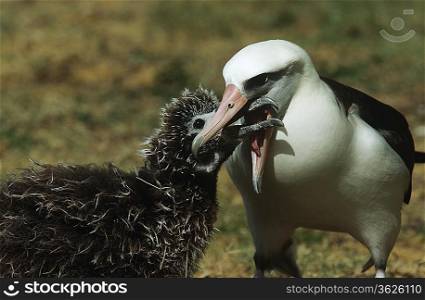 Laysan Albatross (Phoebastria immutabilis) feeding nestling