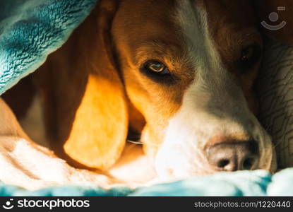 Lazy and sleepy beagle dog under a blue blanket on a bed. Sunny day at home background. Adorable dog concept.. Lazy and sleepy beagle dog under a blue blanket on a bed. Sunny day at home background.