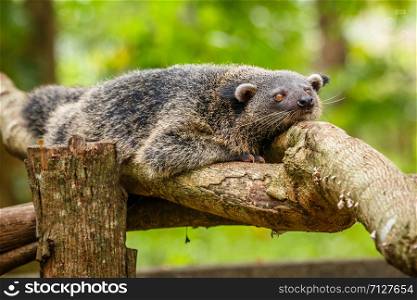 Lazy binturong or philipino bearcat relaxing on the tree, Palawan, Philippines
