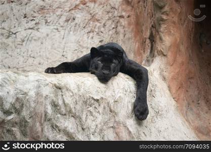 lazy black panther lay down on the rock
