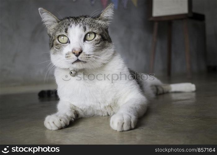 Lazy cat chilled on the floor, stock photo