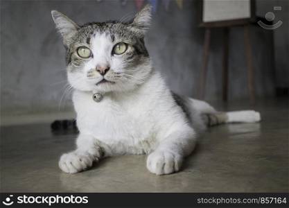 Lazy cat chilled on the floor, stock photo