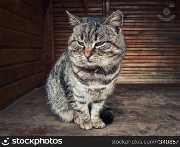 Lazy cat portrait close up. Domestic tomcat resting on a wooden table