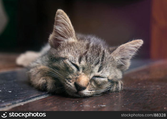 Lazy street little tabby kitten. Cat laying on wooden floor with Adorable serious funny face