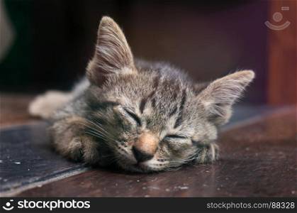 Lazy street little tabby kitten. Cat laying on wooden floor with Adorable serious funny face