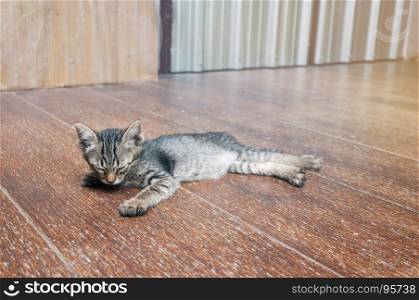 Lazy street little tabby kitten. Cat laying on wooden floor with Adorable serious funny face
