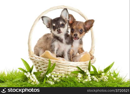 lChihuahua puppies. ovely puppy s. portrait of puppies in a basket in front of white background