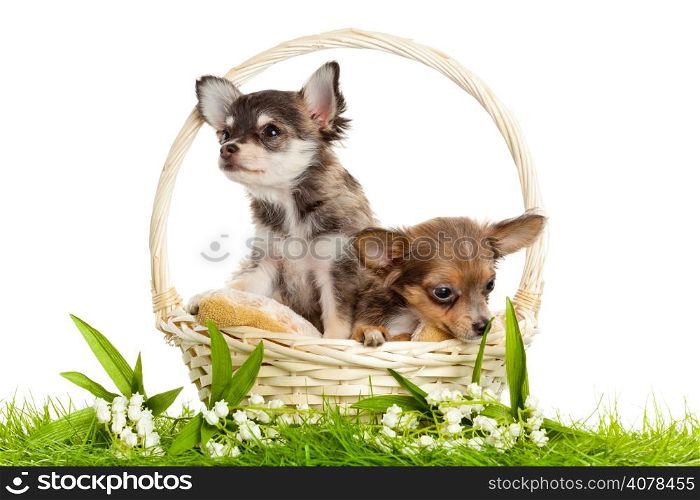 lChihuahua puppies. ovely puppy s. portrait of puppies in a basket in front of white background