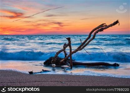 ld wood trunk snag in water at tropical beach on beautiful sunset. Nature seascape background. Sun setting in waves of Aegean sea. Agios Ioannis beach, Milos island, Greece. ld wood trunk snag in water at beach on beautiful sunset