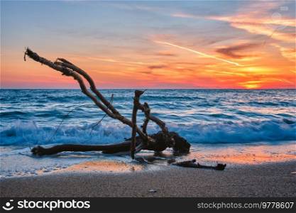 ld wood trunk snag in water at tropical beach on beautiful sunset. Nature seascape background. Sun setting in waves of Aegean sea. Agios Ioannis beach, Milos island, Greece. ld wood trunk snag in water at beach on beautiful sunset