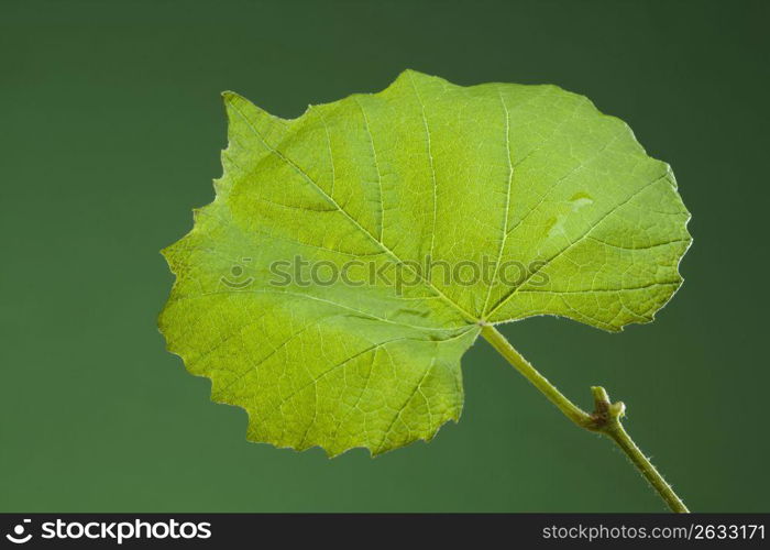 Leaf