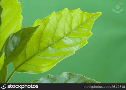 Leaf