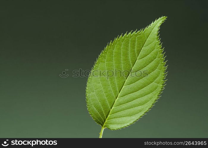 Leaf