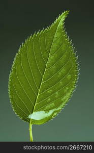 Leaf