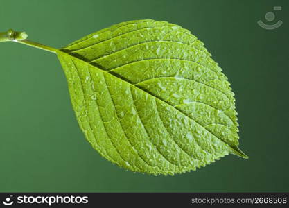 Leaf