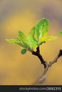 Leaf