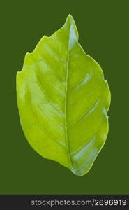 Leaf