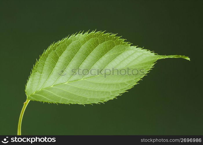 Leaf