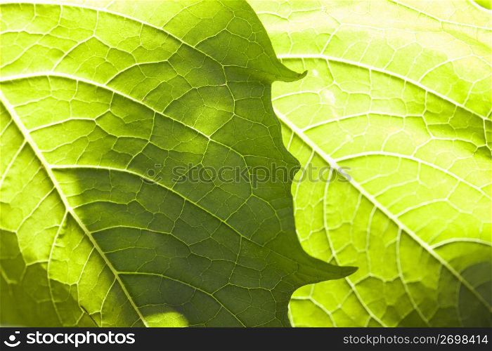 Leaf