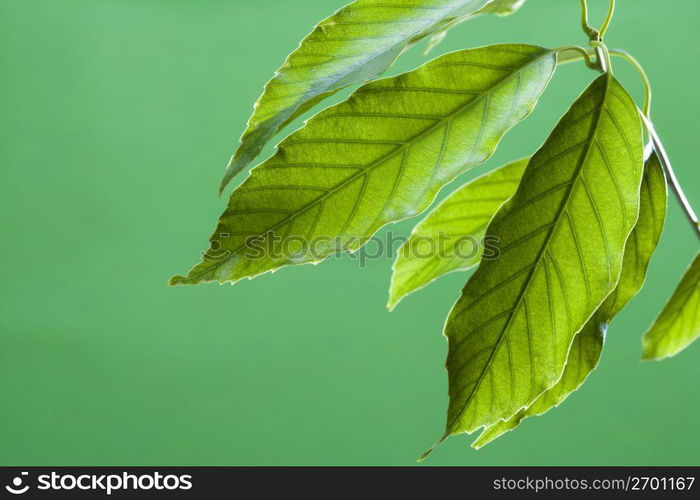 Leaf